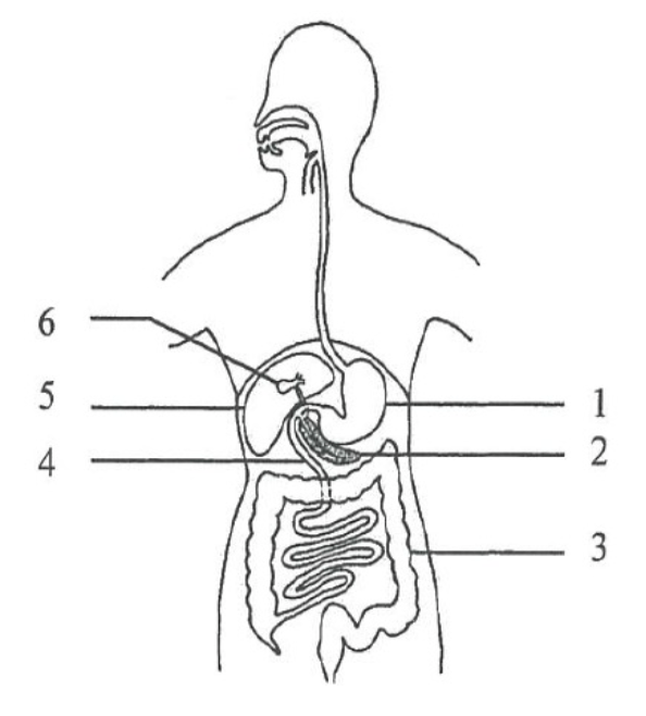 sc-1 sb-1-Digestion and Absorptionimg_no 129.jpg